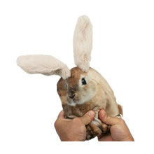 Original Territory Animated Floppy Rabbit Ears Dog Toy