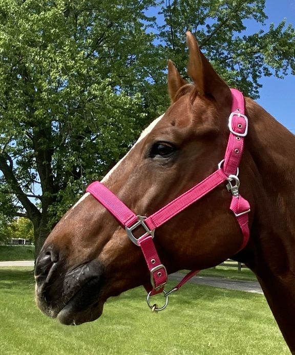 Ger-Ryan Pink Nylon Cob Halter