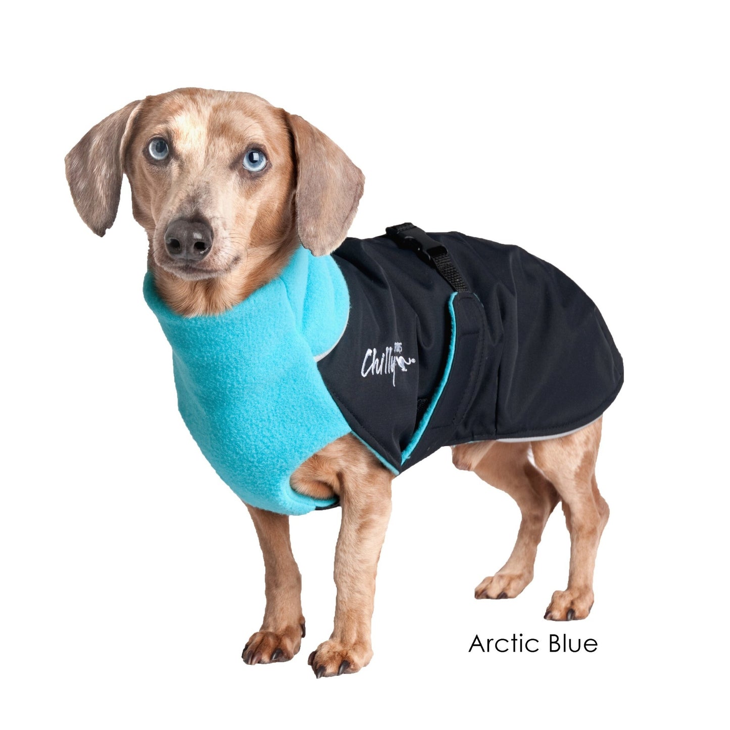 Chilly Dogs Arctic Blue Standard Great White North