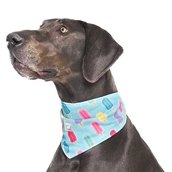 Canada Pooch Chill Seeker Popsicle Bandana