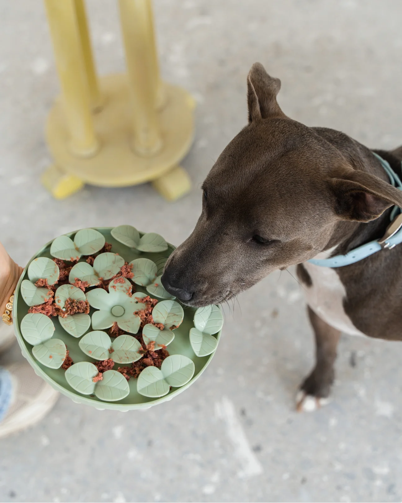 Dexypaws Sage Green Circle Hide and Seek Silicone Snuffle Mat