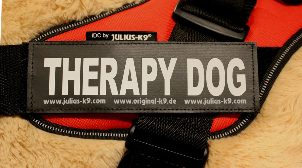 Julius K9 Therapy Dog Patch