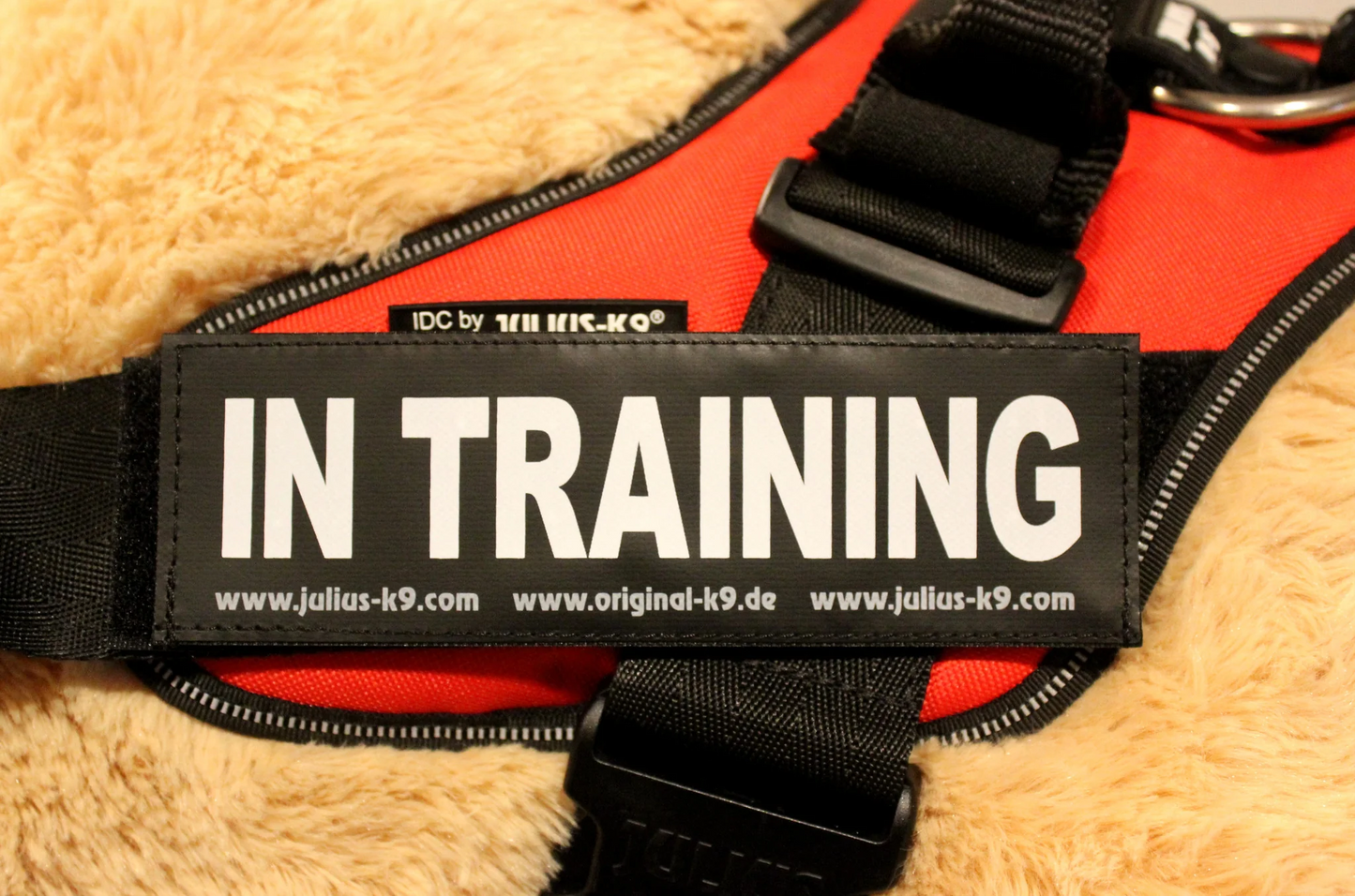 Julius K9 In Training Patch