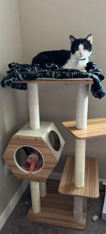 PetPals Group Wagon Style Cat Tree