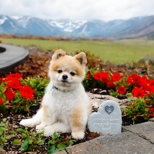 Pavillion Pawprints Garden Stone