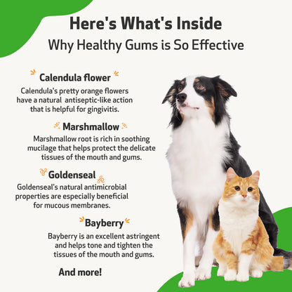 Pet Wellbeing Healthy Gums for Periodontal Health