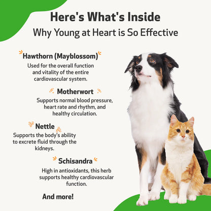 Pet Wellbeing Young at Heart for Healthy Maintenance