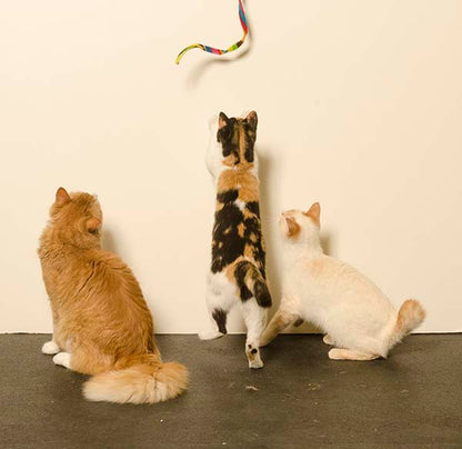 Cat Dancer Cat Charmer Toy