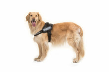 Julius K9🍁 Black IDC Power Harness