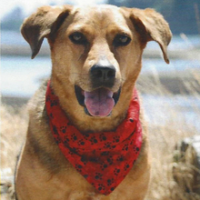 K9 Cooler XX Large Cooling Bandana 25.5-27"