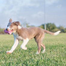 Kong Puppy Teething Sticks
