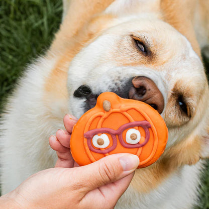 Bosco & Roxy's 🍁Pumpkin with Specs Dog Cookie