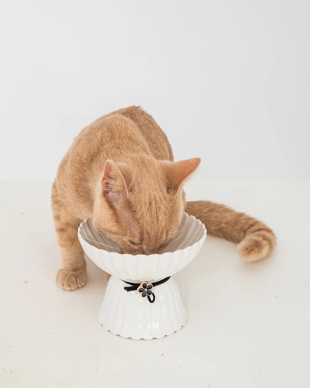 Dexypaws White with Flower Scalloped Raised Cat Bowl 8oz