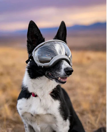 Rex Specs V2 Black Dog Goggle