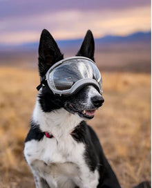 Rex Specs V2 Black Dog Goggle