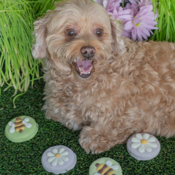 Bosco & Roxy's 🍁Buzzin Around The Flowers Spring Cookie