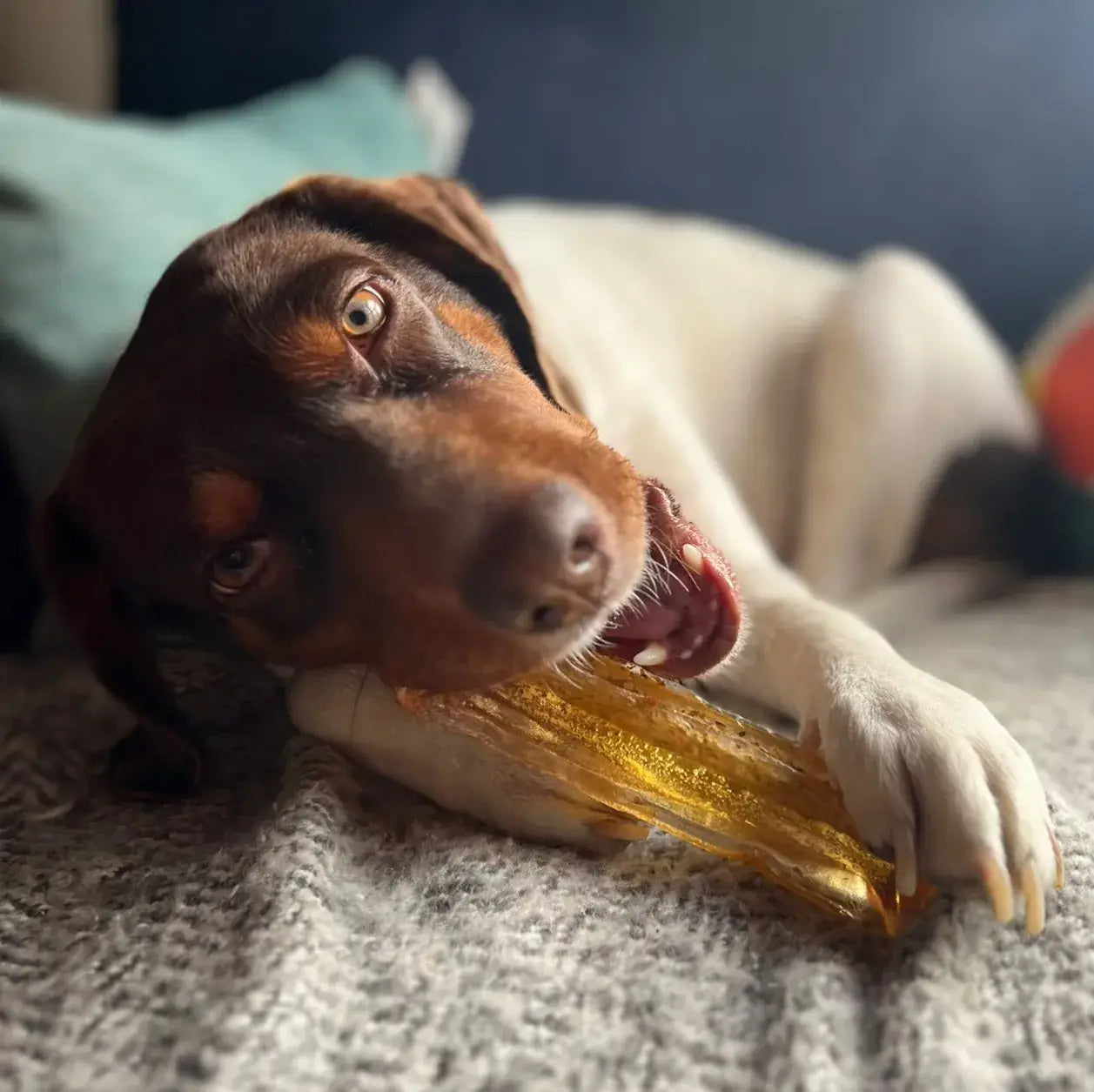 Wag & Bright Supply Co. 🍁Mighty Marrows Pork Parsley Collagen Chew Small
