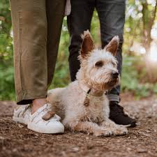Tickless Eco Pet Ultrasonic Flea and Tick Repellent in Brown