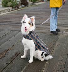 RC Pets Flannel Delta Rain Slicker