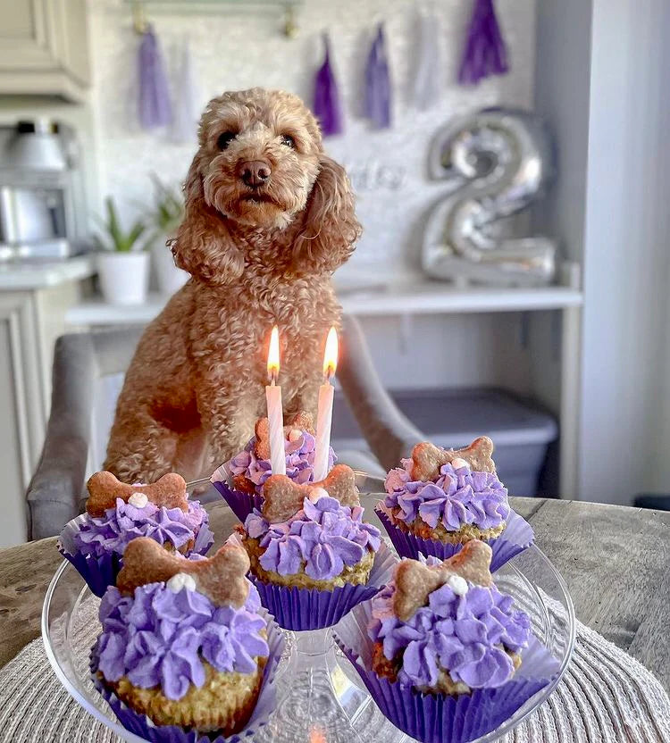 Milo & Lily Meatloaf Pupcake