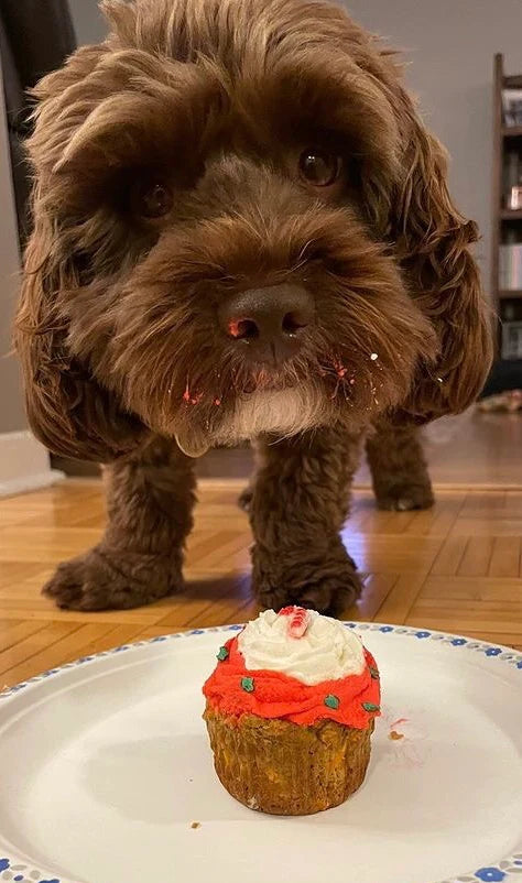 Milo & Lily Meatloaf Pupcake