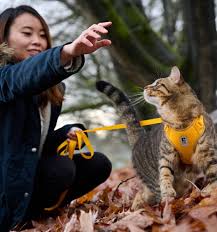 RC Pets Marigold Adventure Kitty Harness
