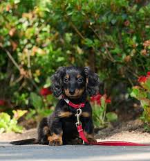 RC Pets 1/2 x 6ft Black Petite Primary Leash