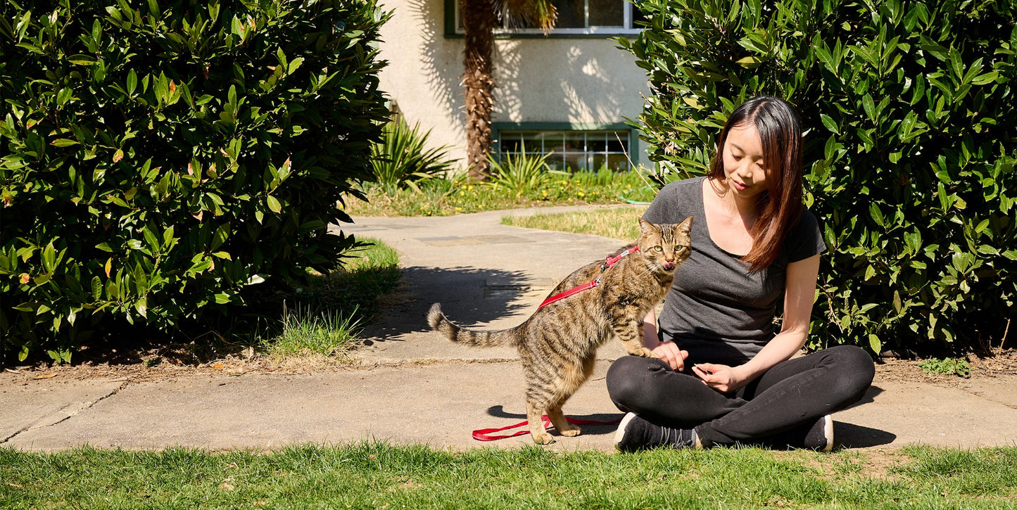 RC Pets Primary Kitty Harness