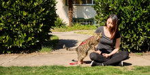 RC Pets Primary Kitty Harness